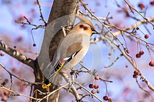 Bombycilla garrulus bird eats berries on a tree