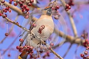 Bombycilla garrulus bird eats berries on a tree