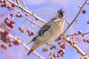 Bombycilla garrulus bird eats berries on a tree