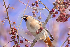 Bombycilla garrulus bird eats berries on a tree