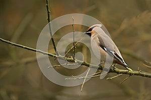 Bombycilla garrulus, Bohemian waxwing standing on a branch