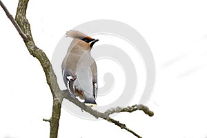 Bombycilla garrulus, Bohemian waxwing standing on a branch