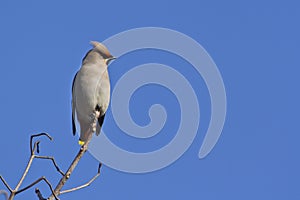 Bombycilla garrulus, Bohemian waxwing standing on a branch