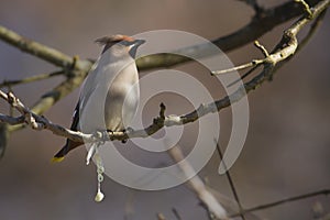 Bombycilla garrulus, Bombycilla garrulus, Bohemian waxwing standing on a branch