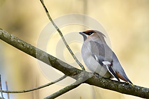 Bombycilla garrulus, Bombycilla garrulus, Bohemian waxwing standing on a branch