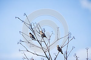 Bombycilla garrulus on the tree