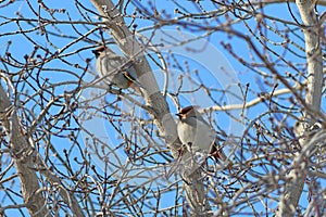 Bombycilla garrulus. Two whistlers in early spring on a tree in Siberia