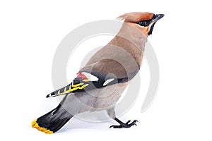 Bombycilla garrulus, Waxwing.