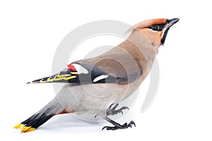 Bombycilla garrulus, Waxwing. photo