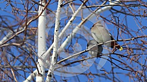 Bombycilla garrulus. Waxwings in the spring in Western Siberia in the Altai