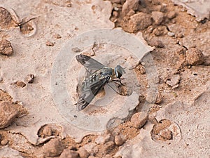 Bombyliidae - Bee-Fly in Arizona Desert photo