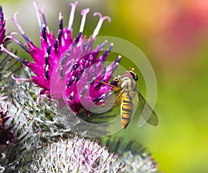 Bombyliidae Bee photo