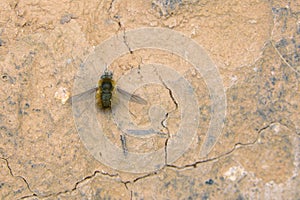 Bombyliidae beefly photo