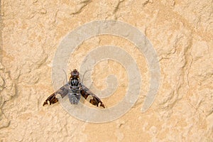 Bombyliidae beefly photo