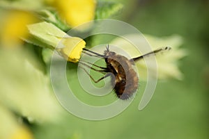 Bombyliidae at a yellow flower photo