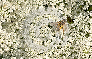 Bombyliidae fly on a white flower, insects pollinate flowers concept photo