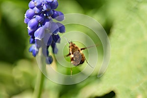 Bombyliidae at a blue flower photo