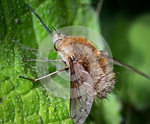 Bombyliidae on top of a green leaf photo