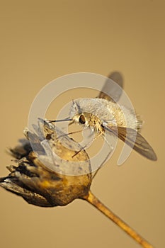 Bombylius photo