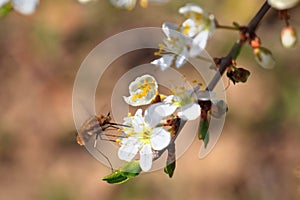 Bombylius major. photo