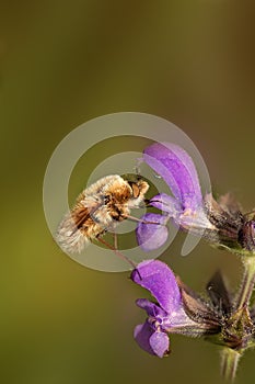 Bombylius major