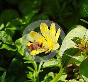 Bombylius major on a Ficaria verna. photo