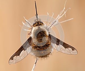 Bombylius major hangs on a dry plant photo