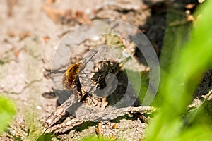 Bombylius major photo