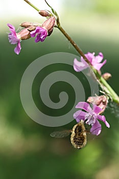 Bombylius major on a pink flower in the garden. photo