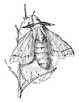 Bombyx, vintage engraving