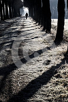 Bomenlaan, Tree lane