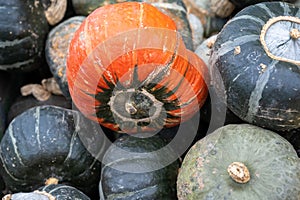 Bon Bon F1 squashes. Cucurbita maxima pumpkins, flattened globe, dark green striped fruit and yellow flesh of outstanding flavour.