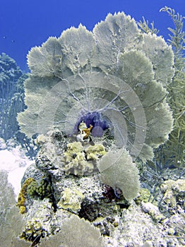 Bonaire Coral