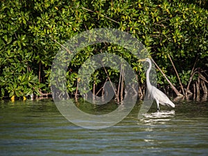 Bonaire Heron