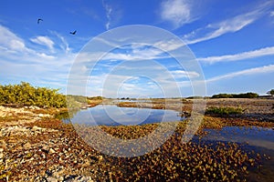 Bonaire Saltlake