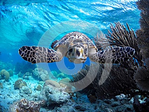Bonaire Sea Turtles