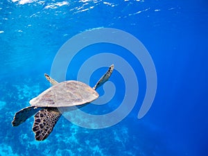 Bonaire Sea Turtles