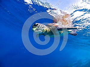 Bonaire Sea Turtles