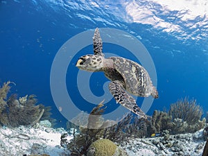 Bonaire Sea Turtles img