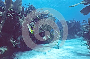 Bonaire Shallow reef