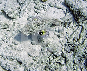 Bonaire stonefish