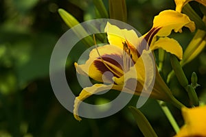 Bonanza daylily