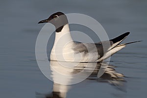 Bonaparte Gull