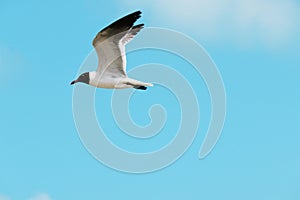 Bonaparte Gull in Flight