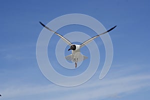 Bonaparte gull with wings spread