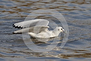 Bonaparte`s Gull catching a fish in autumn - Ontario, Canada