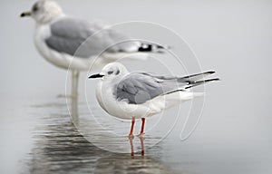 Bonaparte`s Gull on Hilton Head Island Beach, South Carolina