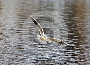 Gaviota en 