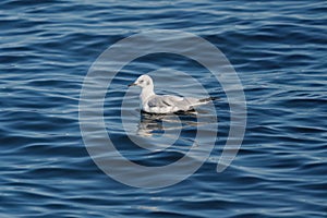Bonaparte`s Gull feeding at seaside