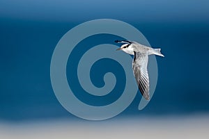 Bonaparte`s Gull In First Year Colors